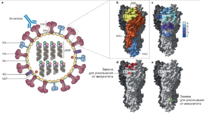 Антигенный дрейф вируса